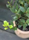 Bay tree,Lauraceae,Bay leaf,Laurel tree